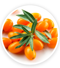 Sea Buckthorn