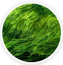 Spirulina
